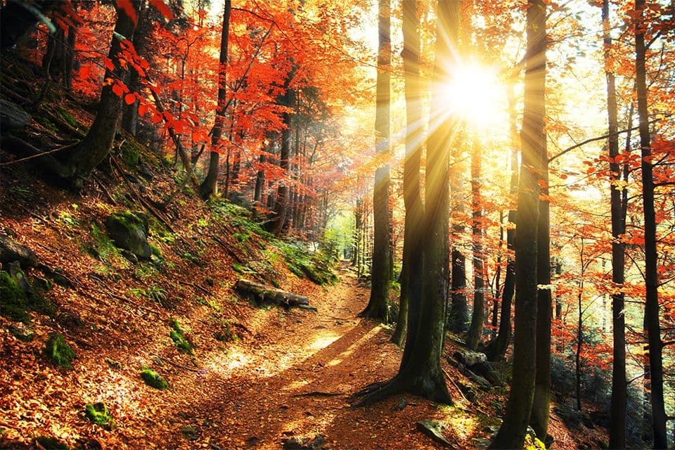 Kulturlinks – Herbst 2026
